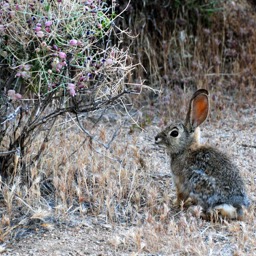 Bunny!/
		    