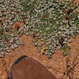 Flattened flowers/
		    