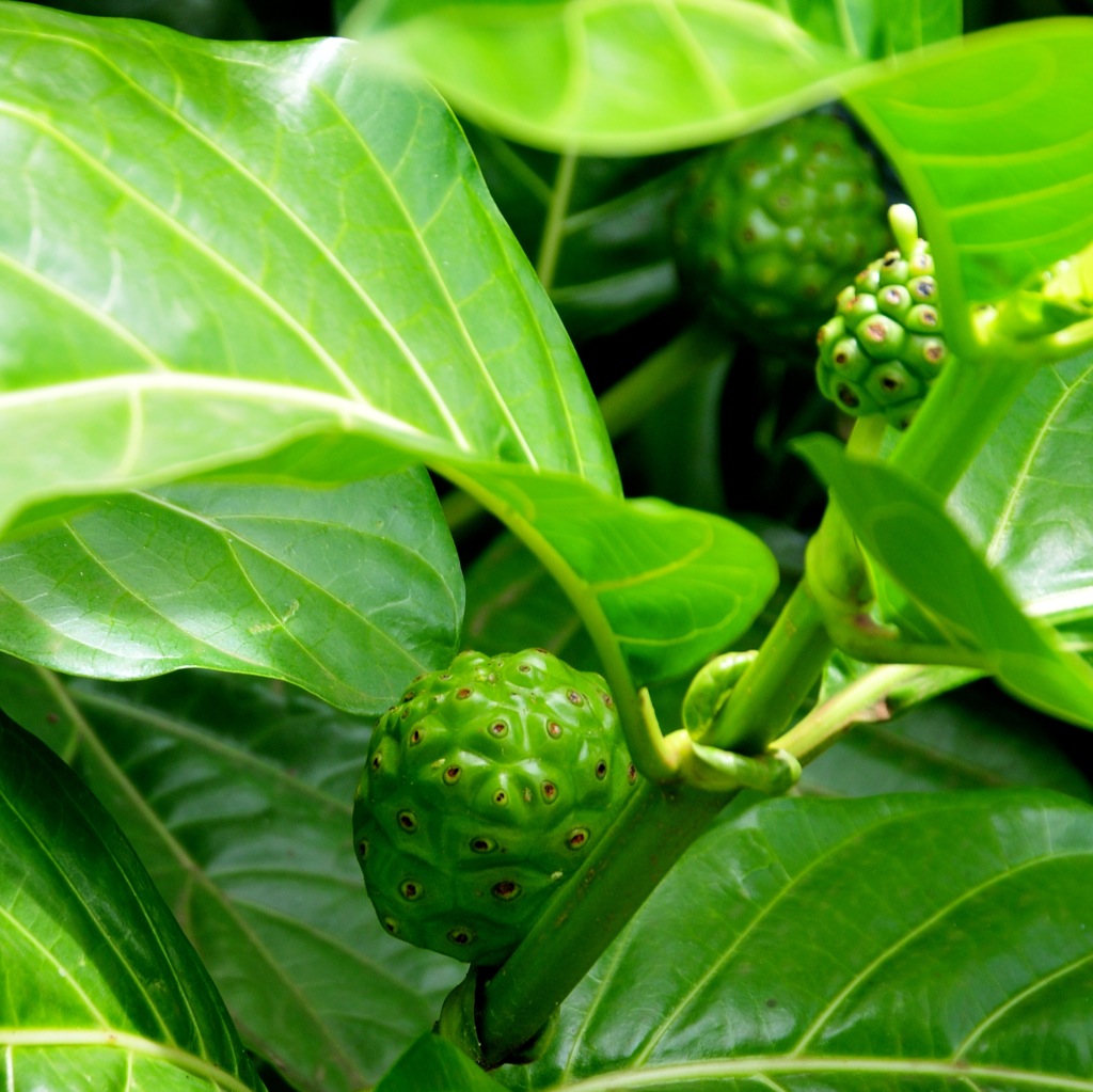 Noni fruit/