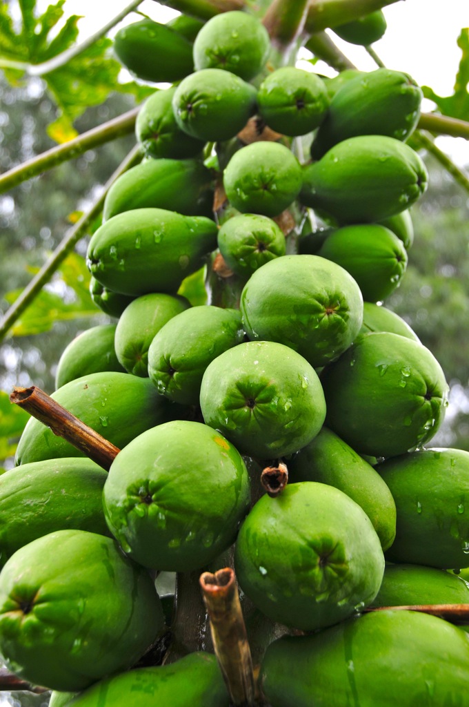 Papayas, the most polite fruit ever!/