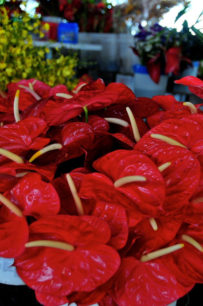 Flowers in Hilo farmer's market/