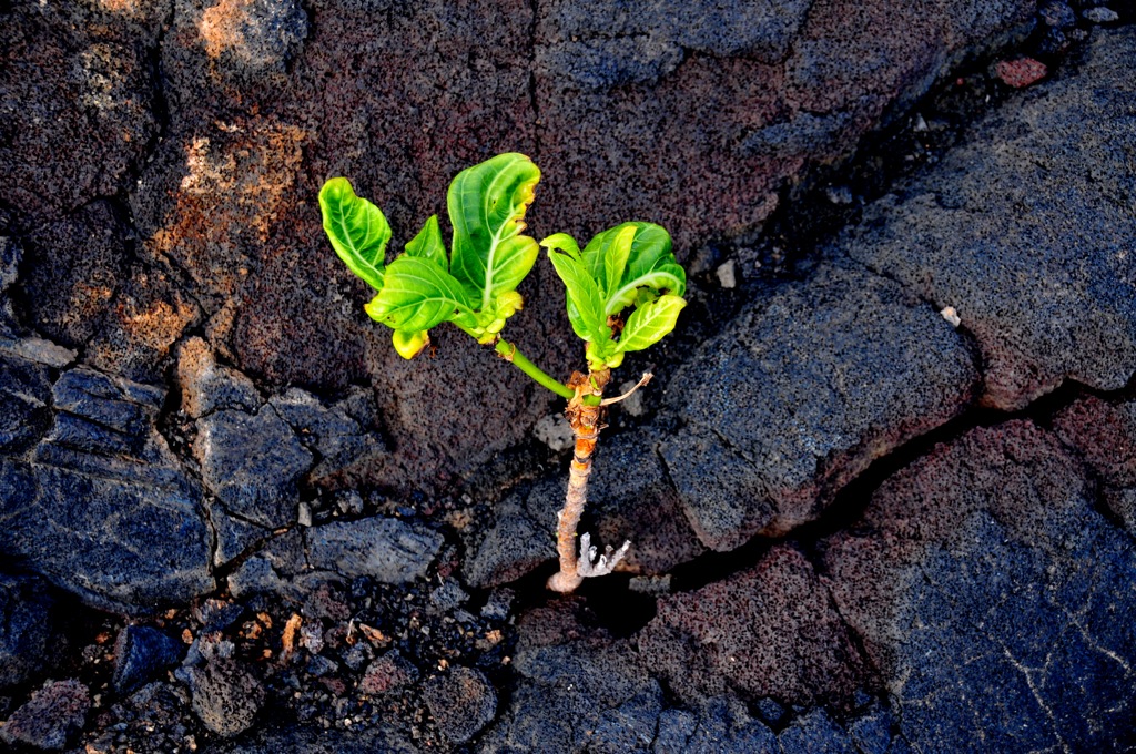 Poor little plant! It is trying!/