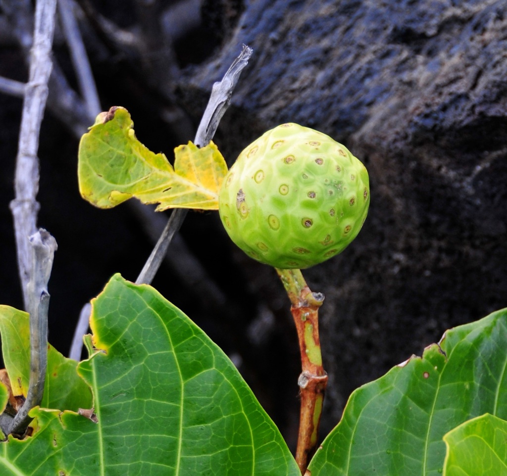 Noni fruit in the middle of the lava!/