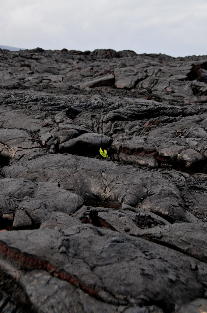 The little fern who could/