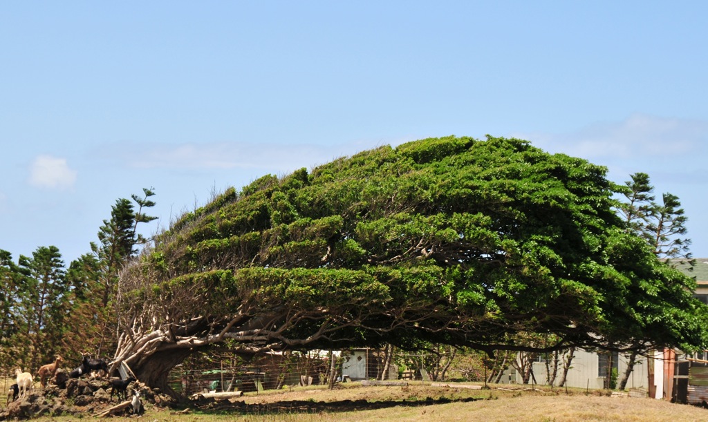 Crazy tree on the way to Ka Lae, southernmost point in the US/