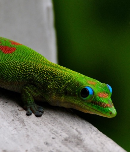Gordon-the-Gecko at The Coffee Shack