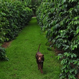 Hi coffee pup!/
		    