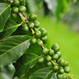 Mmm... coffee beans!/
		    