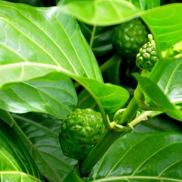 Noni fruit/
		    