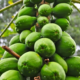 Papayas, the most polite fruit ever!/
		    