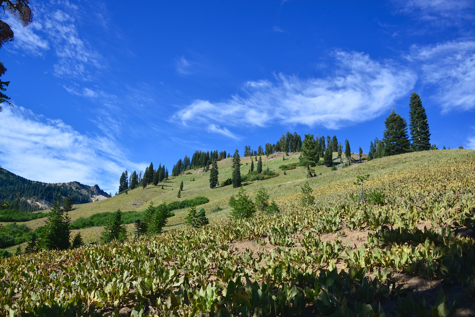 A hillside covered with crunchy dead plants/