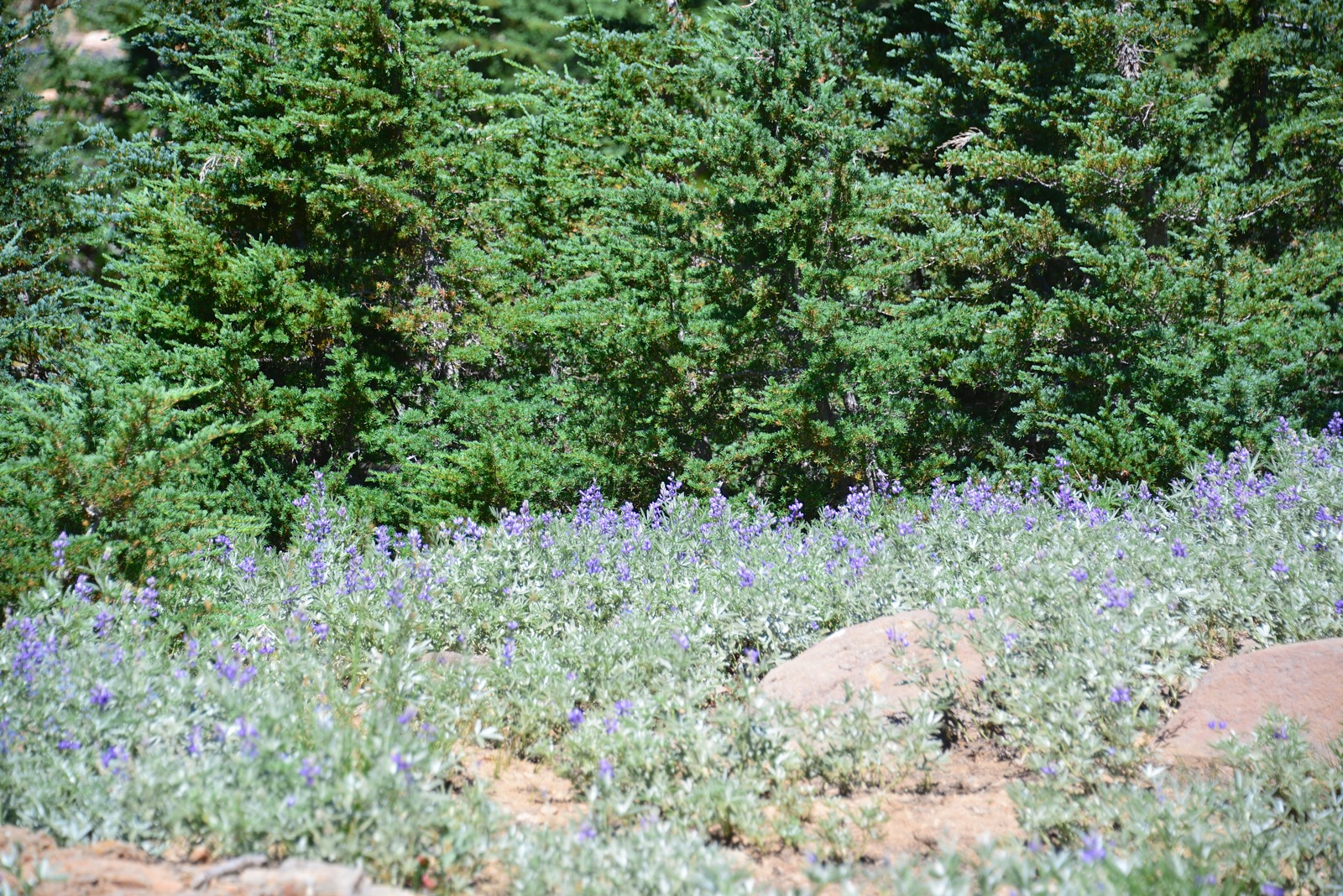 Beautiful flowers on the way down to The Hell/