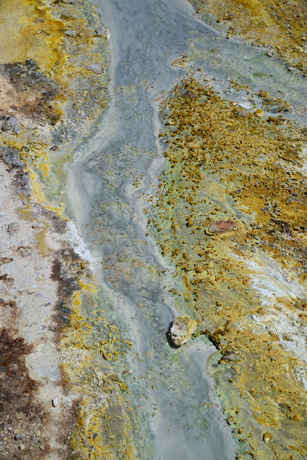 Crazy microbes and stuff/