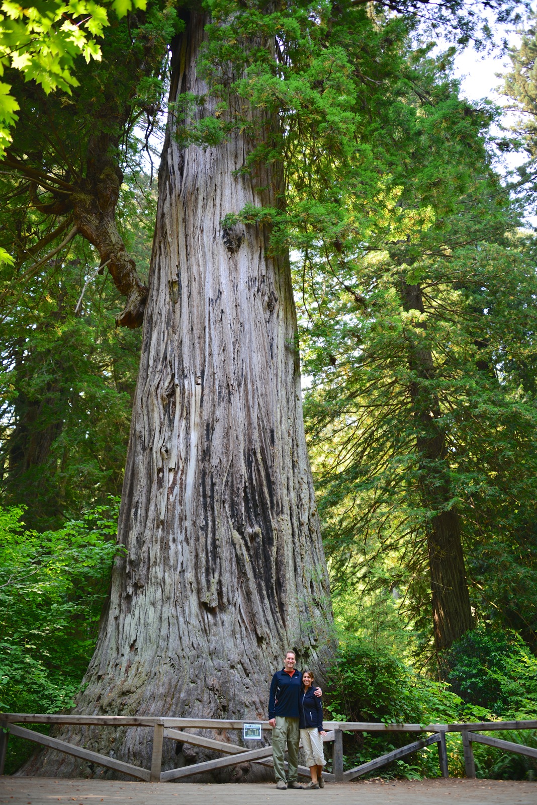 The tree, she is big!/