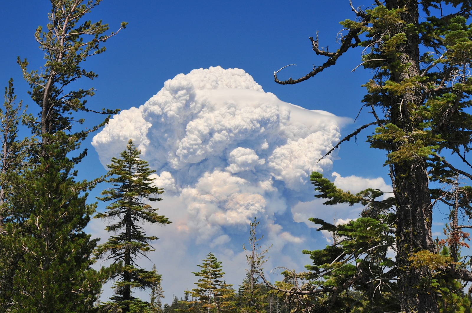 Forest fire... time to leave/