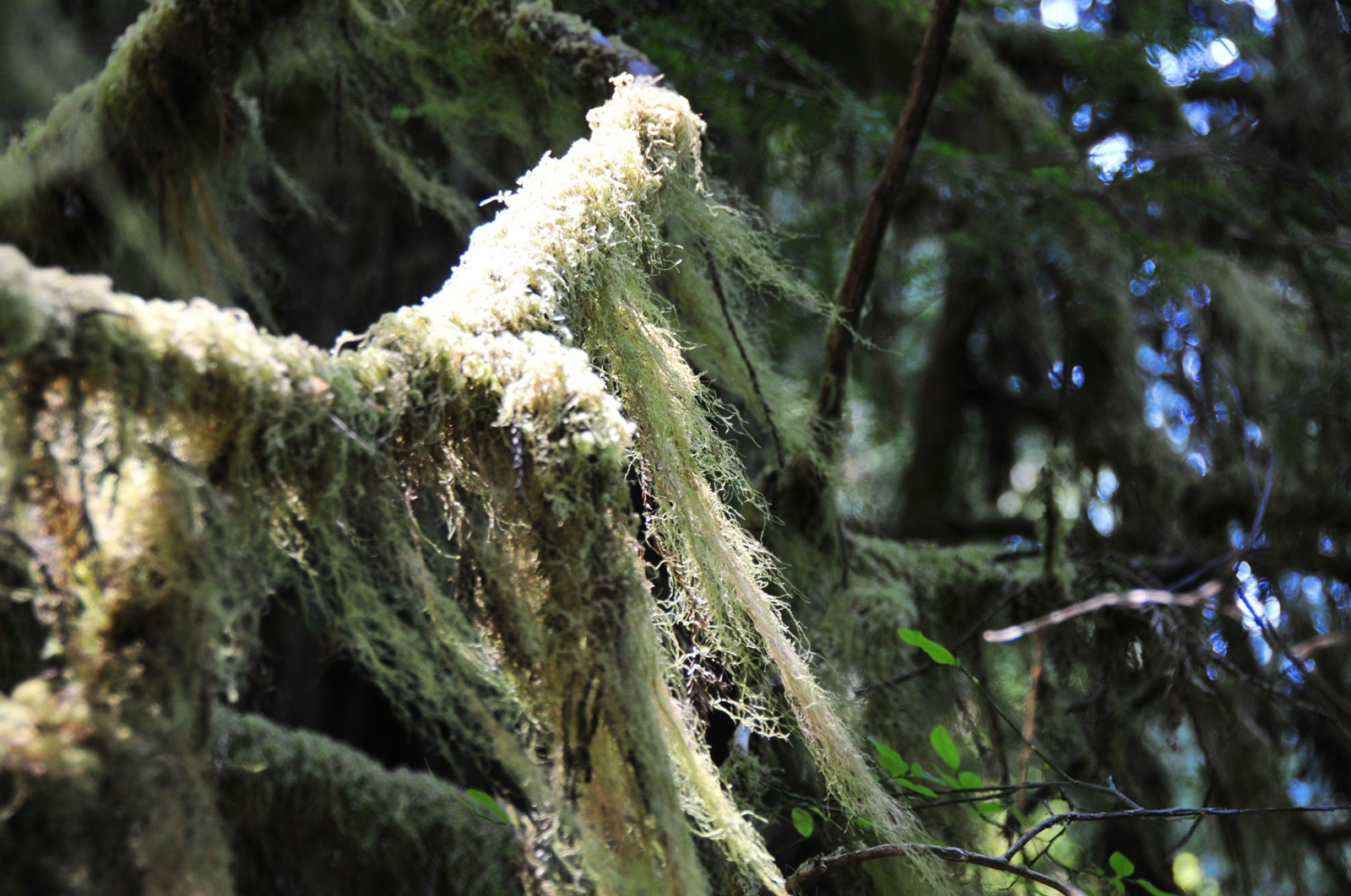 Oooh... Spanish Moss!/