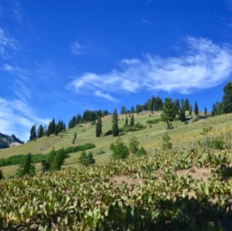 A hillside covered with crunchy dead plants/
		    