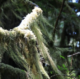 Oooh... Spanish Moss!/
		    