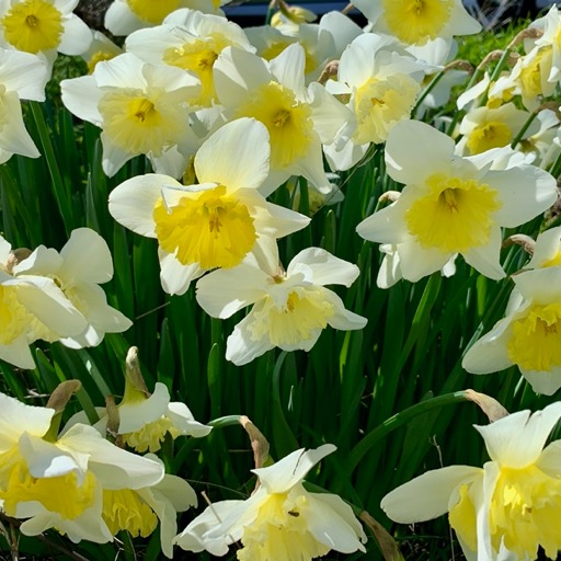 Daffodils on the way to Yosemite /
		    