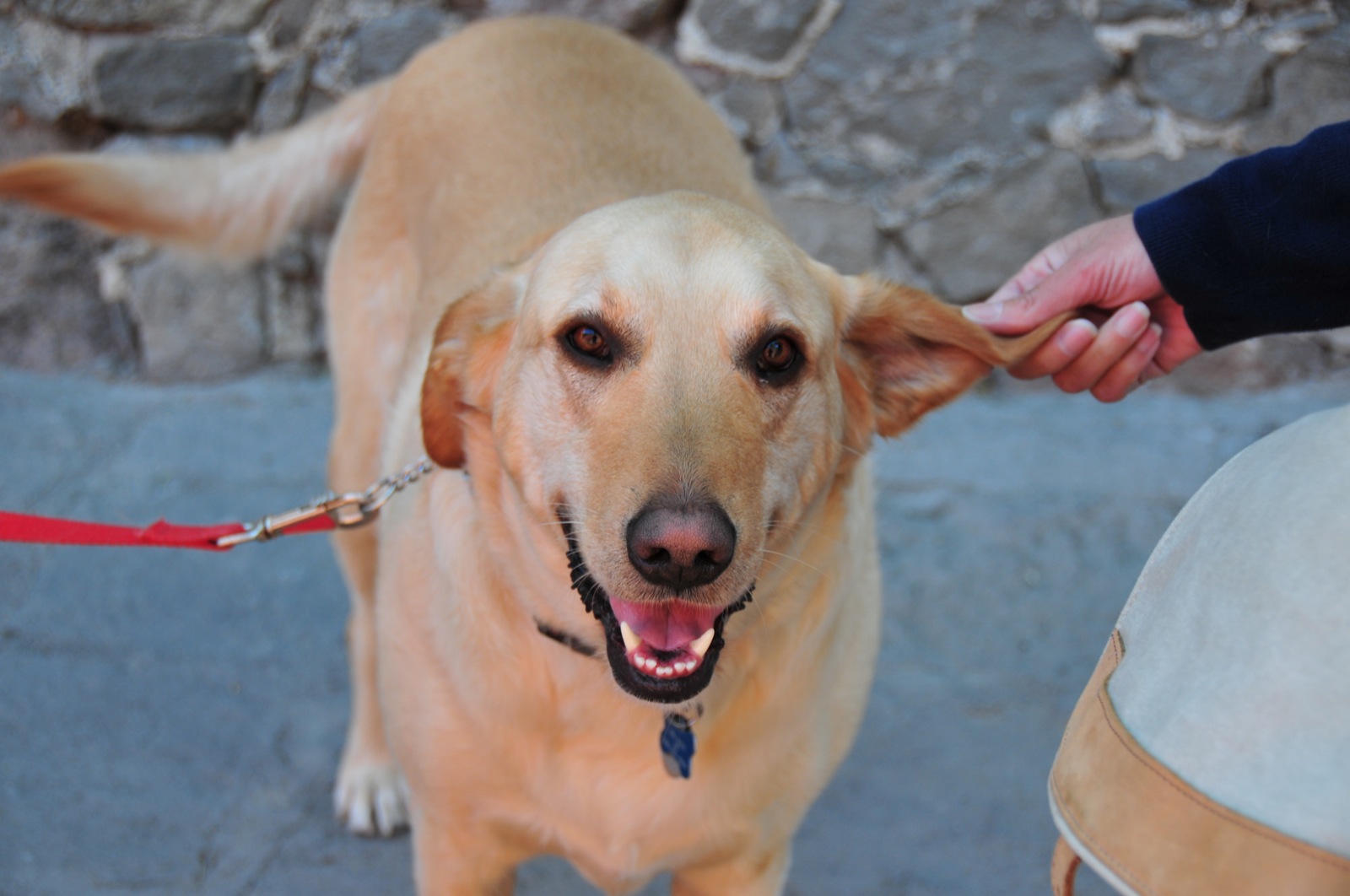 ... or an ear to pull/