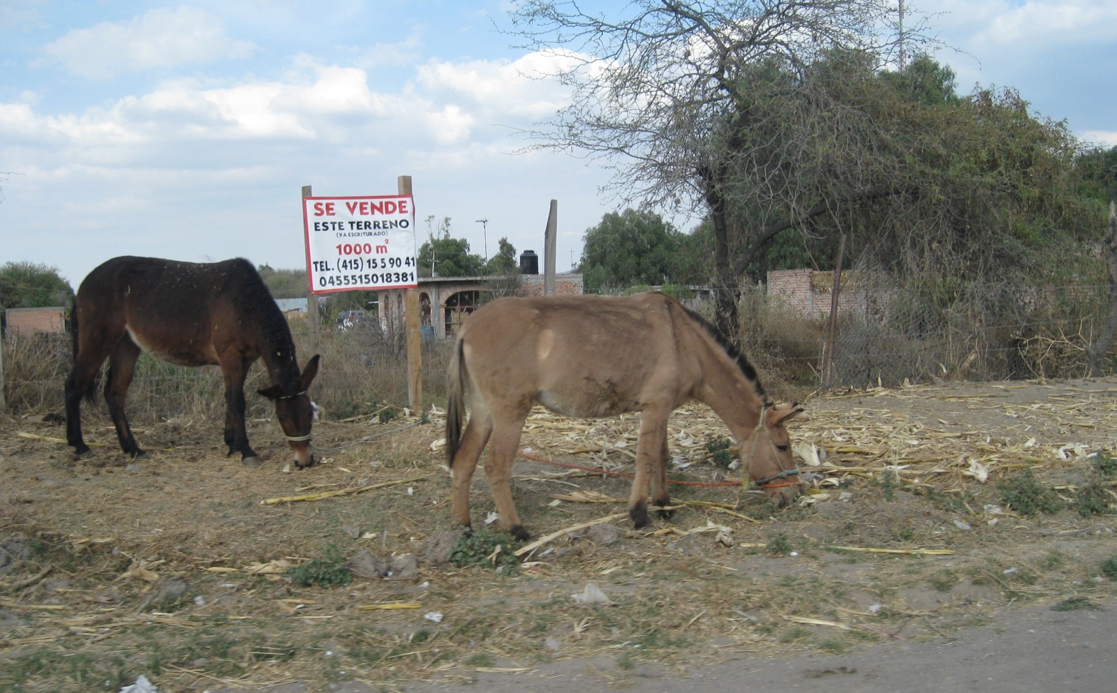 The donkeys don't care about the traffic whizzing by at 50 miles an hour/