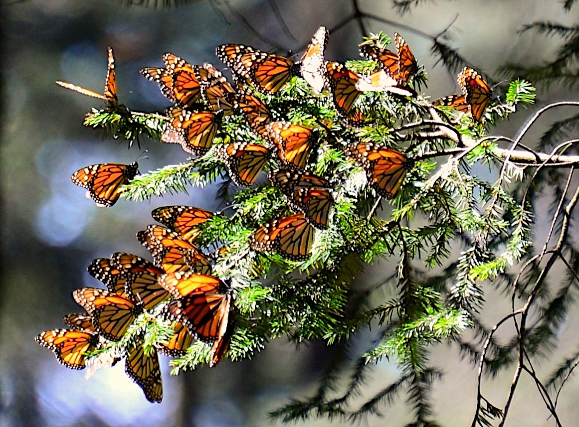 So many monarchs!/