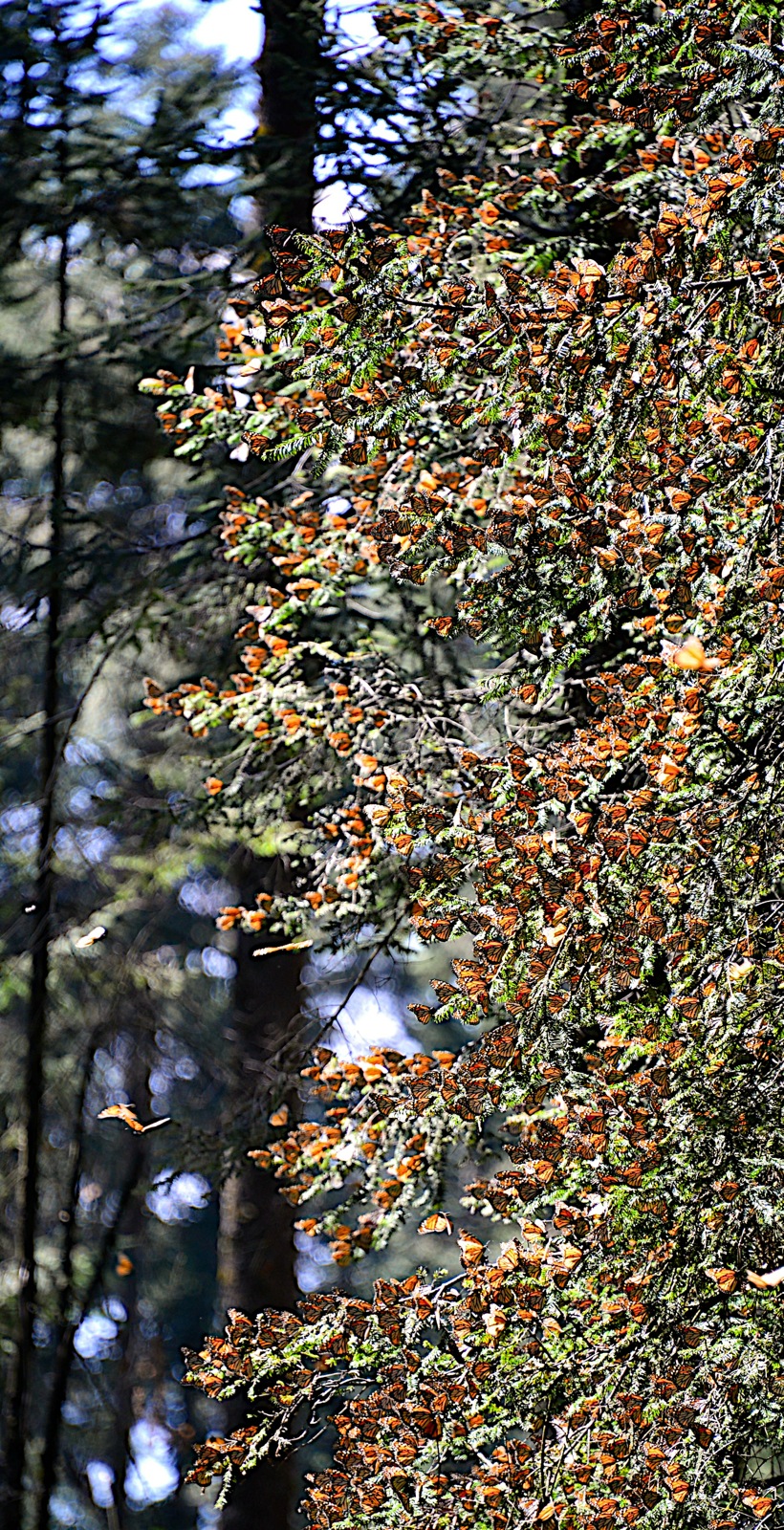 Soooooooooooooooo many!!/