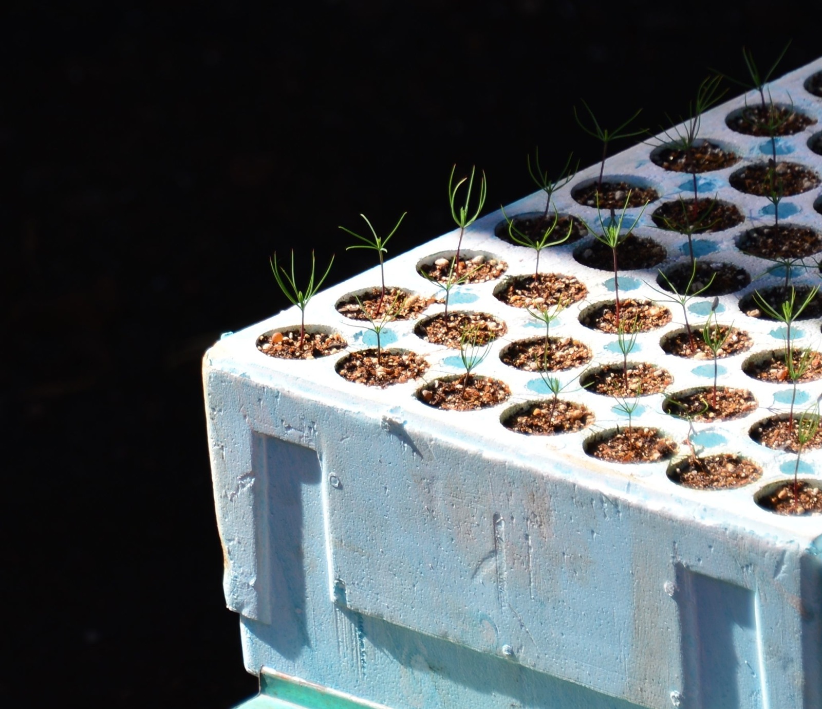 Hopefully someday these will be covered with mariposas/