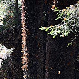 Trees covered with butterflies/
		    