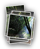 Muir Woods NM