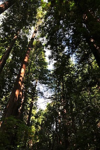 Muir Woods National Monument