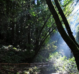 Muir Woods National Monument