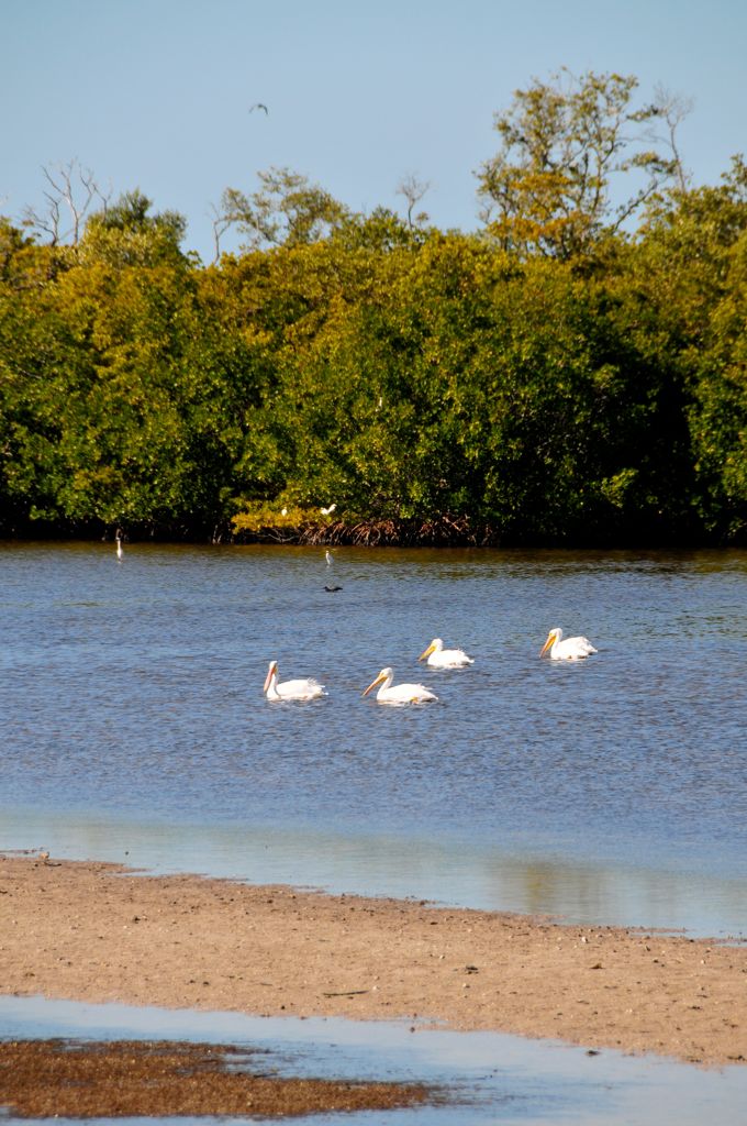 Pelicans in Pelican Bay!/