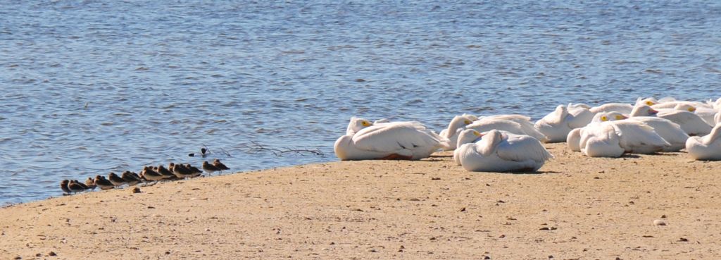 Big white birds, teeny black birds/