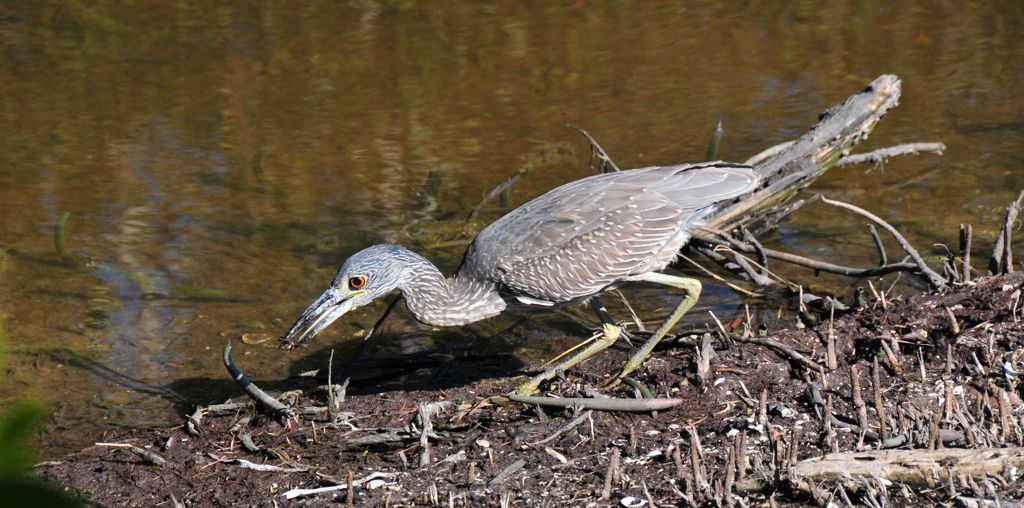 "Ooooh yes, a bug..."/