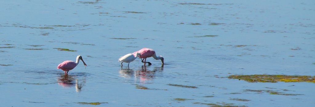 Like giant cotton candy!/