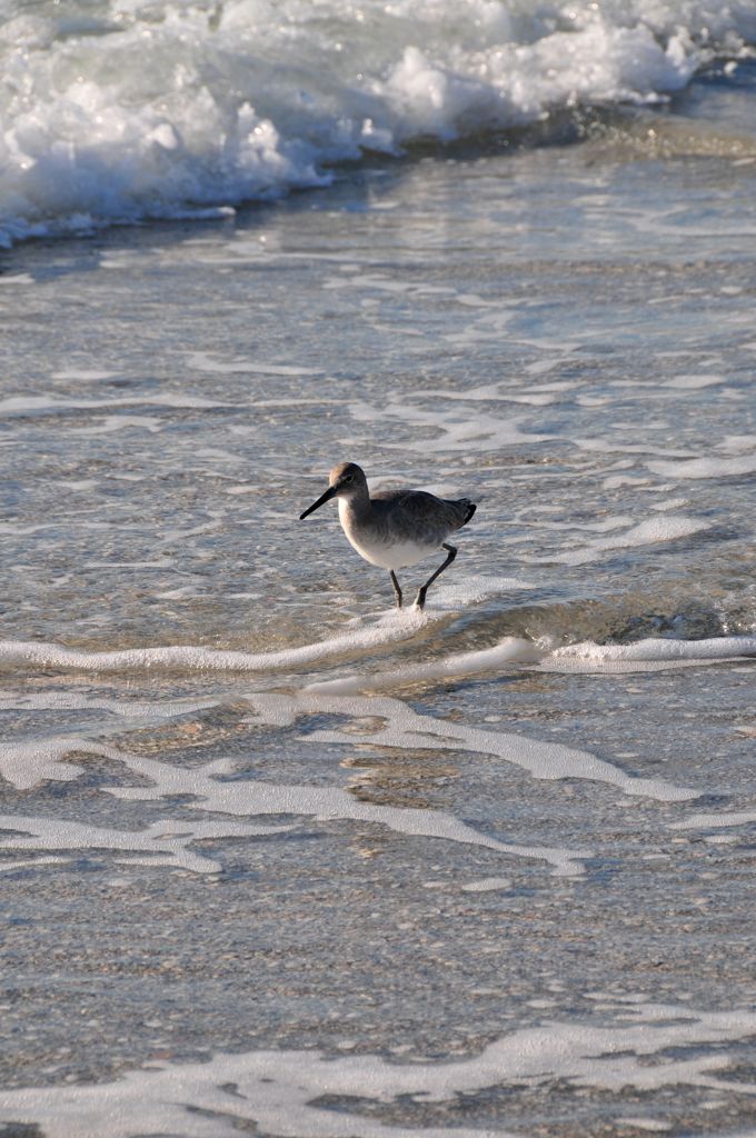 Wha' you looking for, little birdy?/