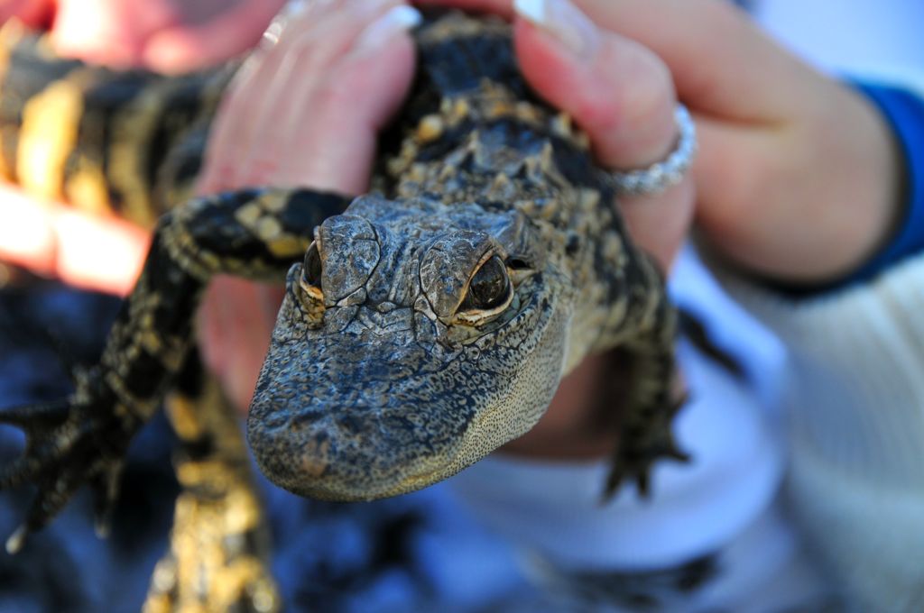 Baby croc/