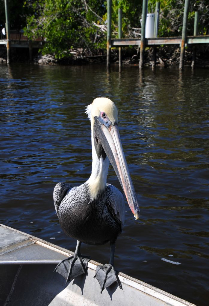 What are you doing buddy?/