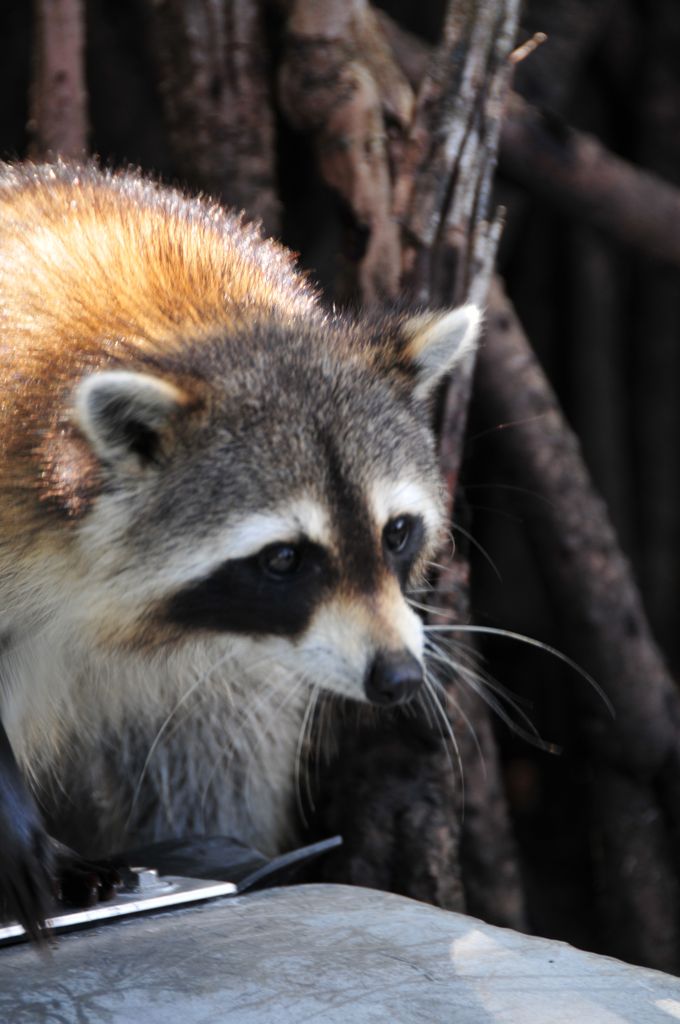 "Can I have a treat?"/