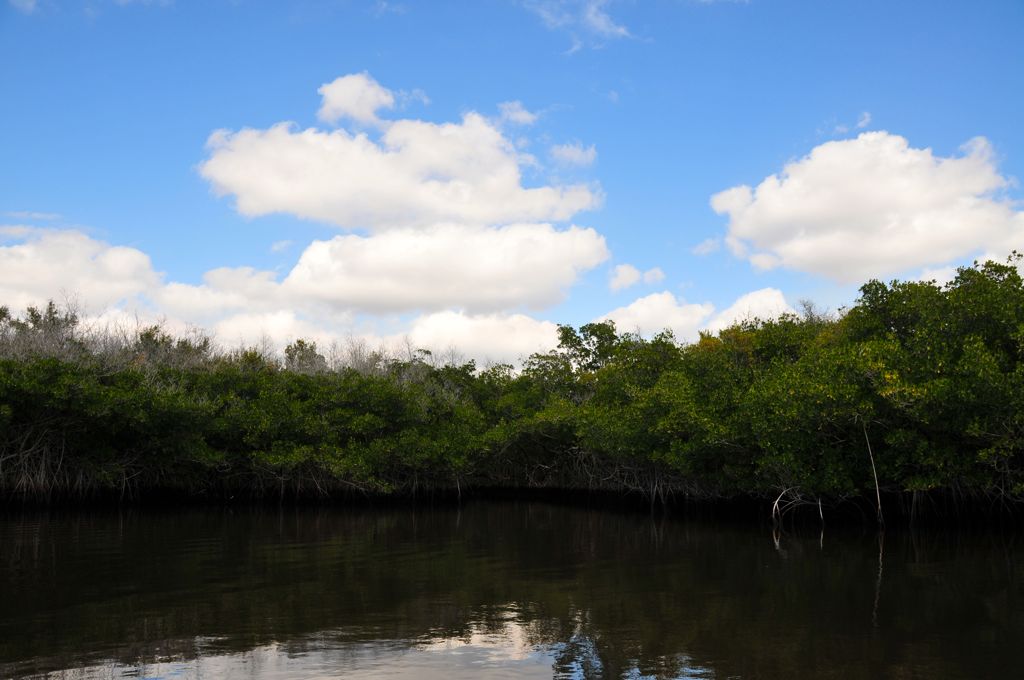 A lagoon among the mangroves/