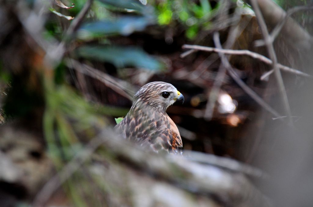 Who's a pretty bird?/