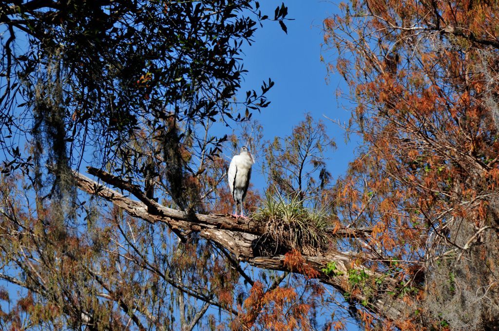 Giant bird sitting in a tree.../