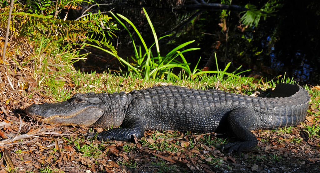 Billy-the-gator just hanging out on the trail/