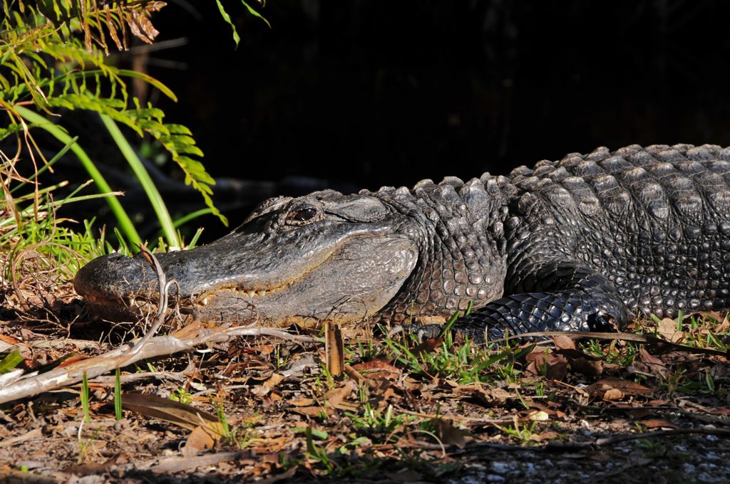 Good boy for not pouncing on us/