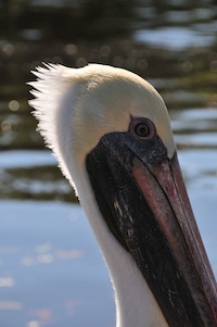Mr. Pelican