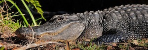 Billy-the-Gator