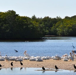 A medley of birds/
		    