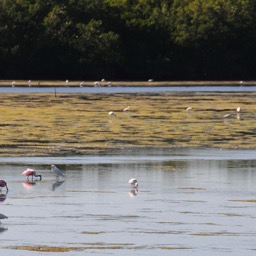 Birds... doing their thing.../
		    