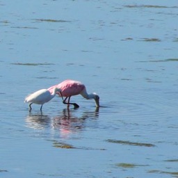 Like giant cotton candy!/
		    